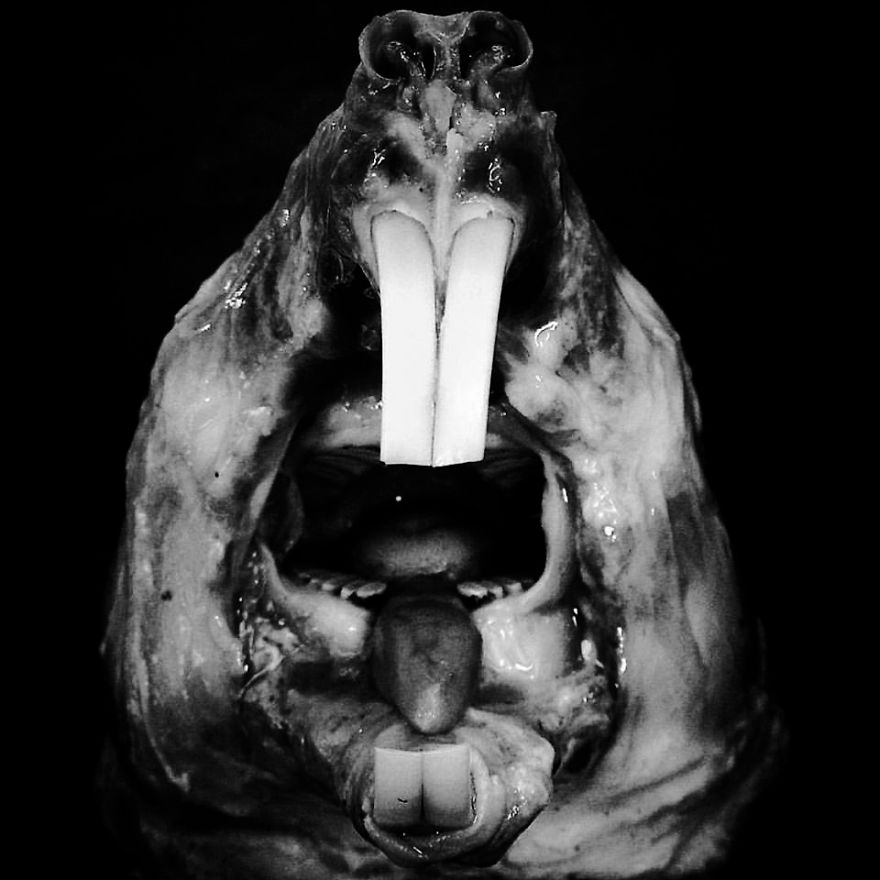 The Art Of Death: I Photograph Skulls The Art Of Death: I Photograph Skulls