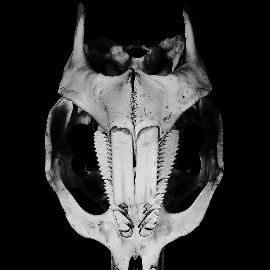 The Art Of Death: I Photograph Skulls