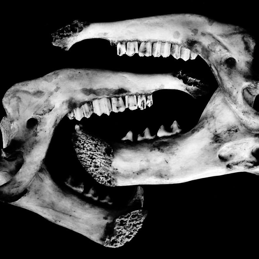 The Art Of Death: I Photograph Skulls