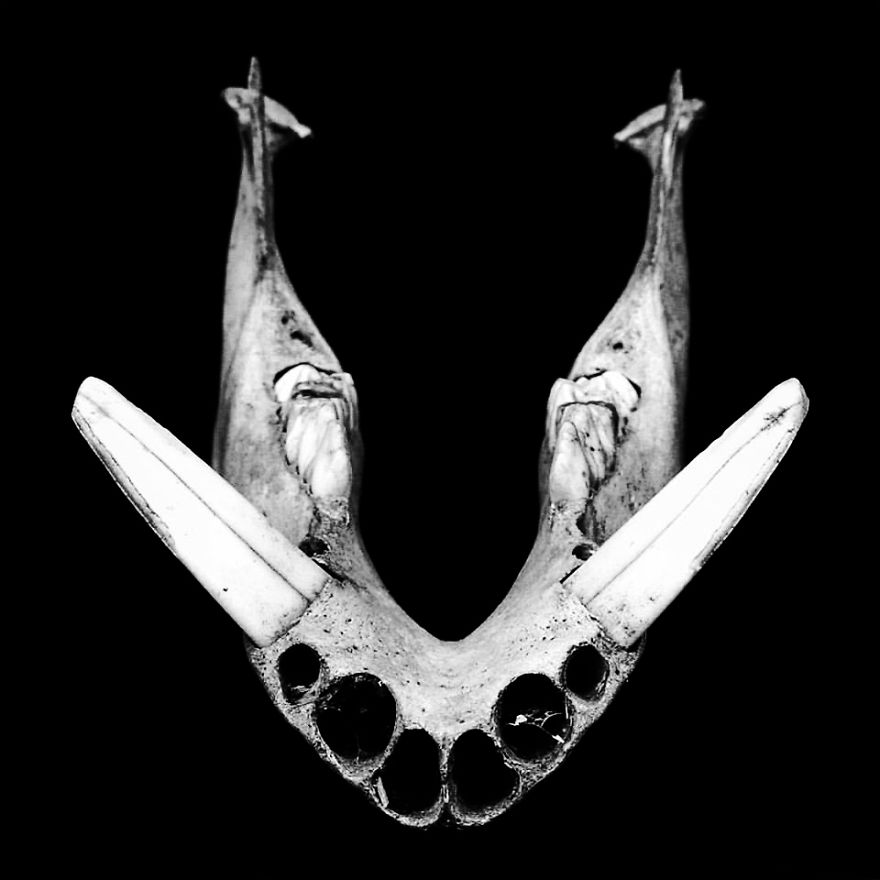 The Art Of Death: I Photograph Skulls The Art Of Death: I Photograph Skulls