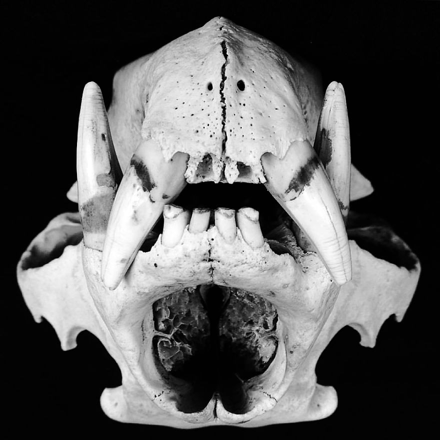 The Art Of Death: I Photograph Skulls The Art Of Death: I Photograph Skulls