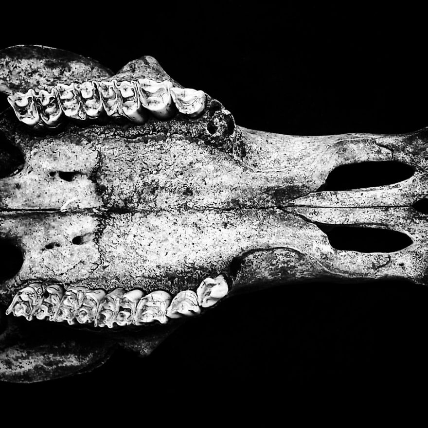 The Art Of Death: I Photograph Skulls