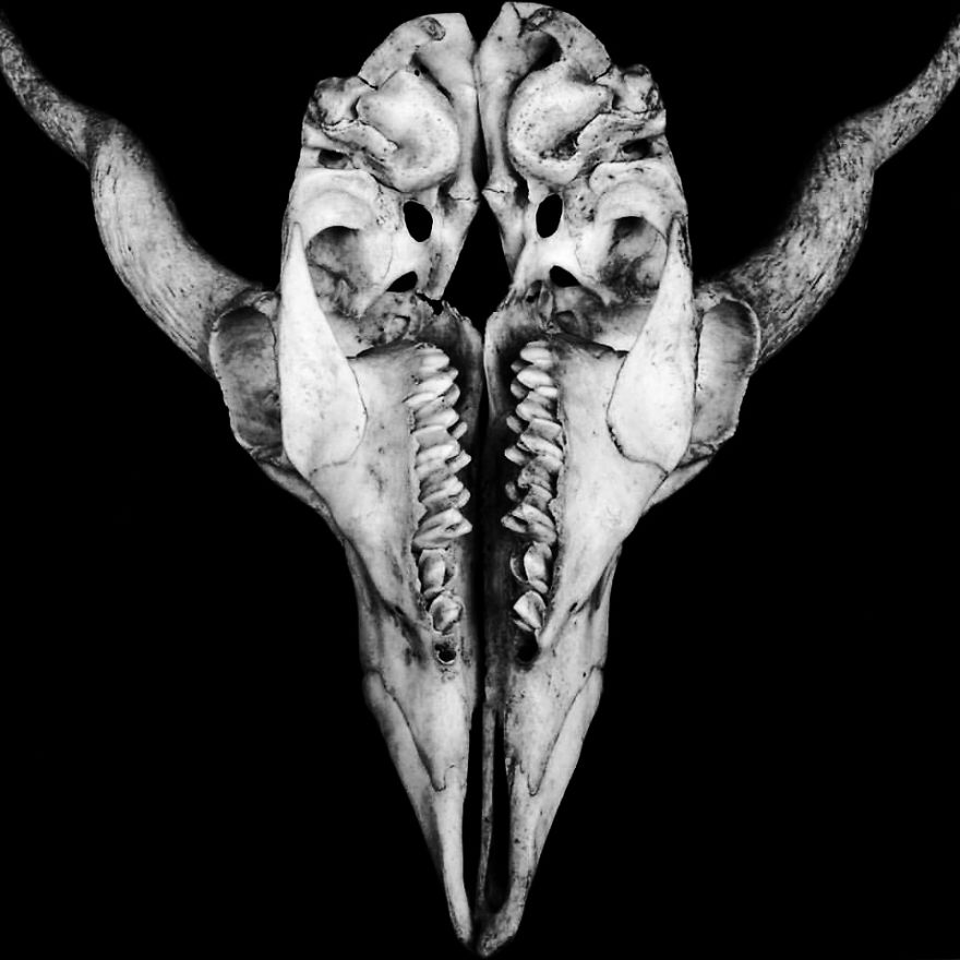 The Art Of Death: I Photograph Skulls