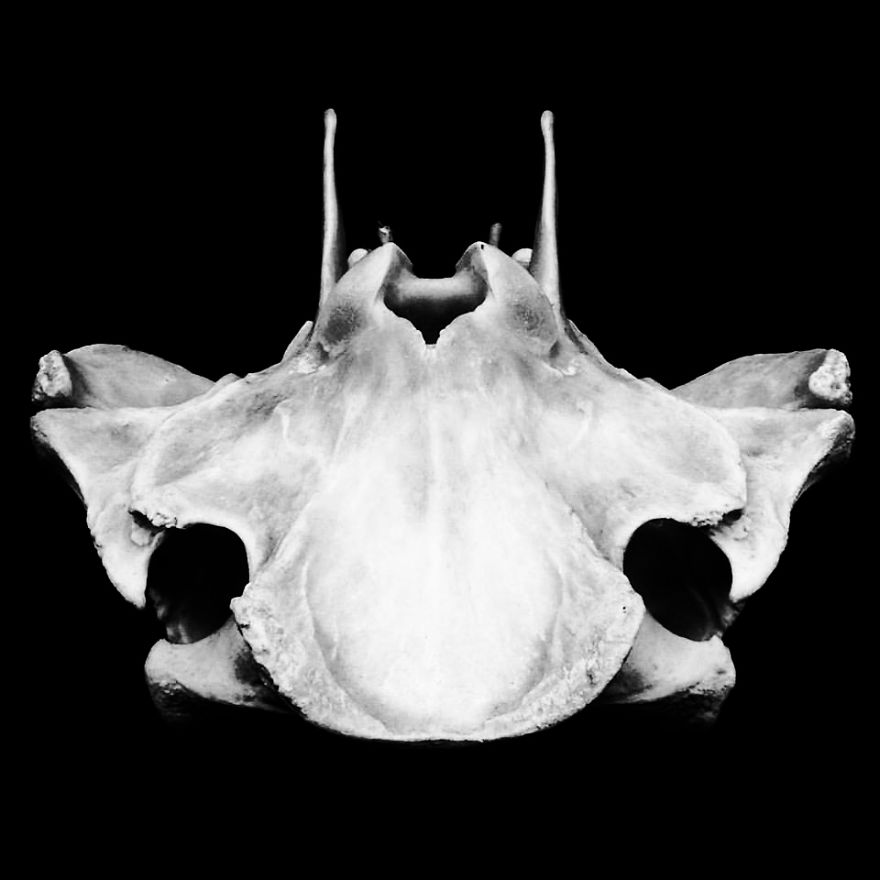 The Art Of Death: I Photograph Skulls The Art Of Death: I Photograph Skulls