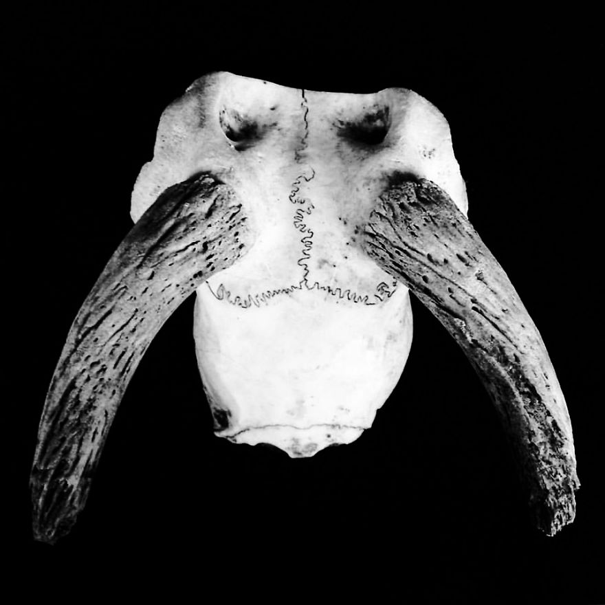 The Art Of Death: I Photograph Skulls