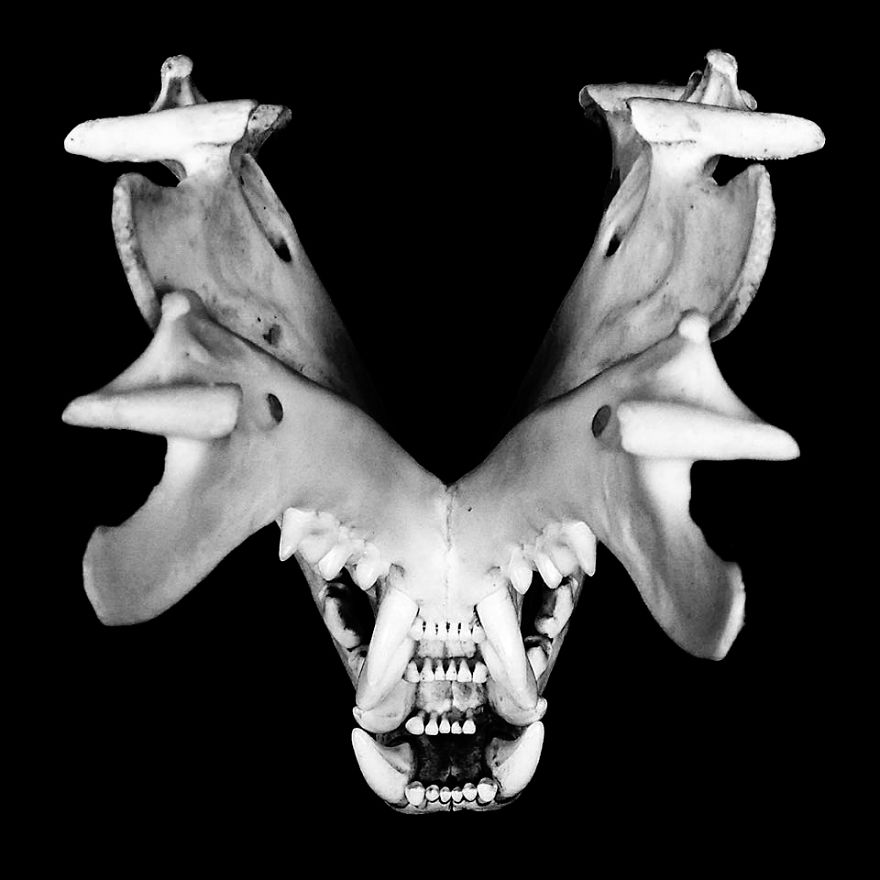 The Art Of Death: I Photograph Skulls