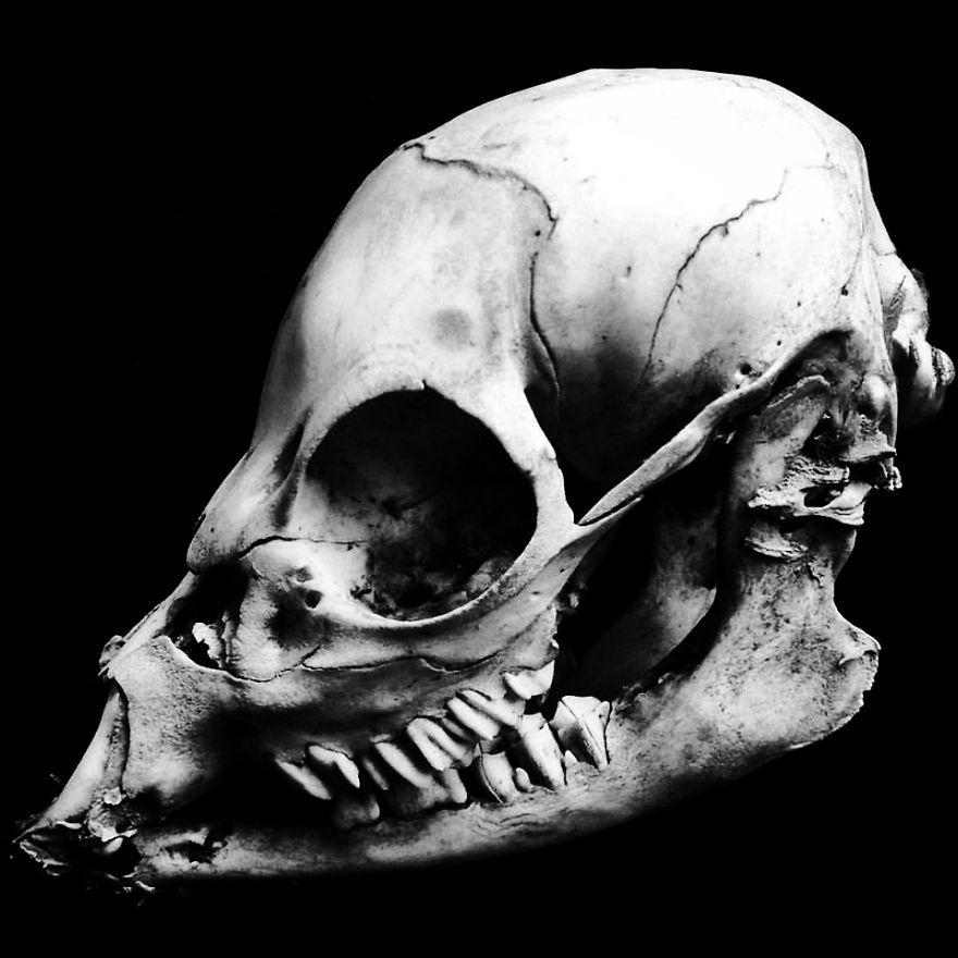 The Art Of Death: I Photograph Skulls