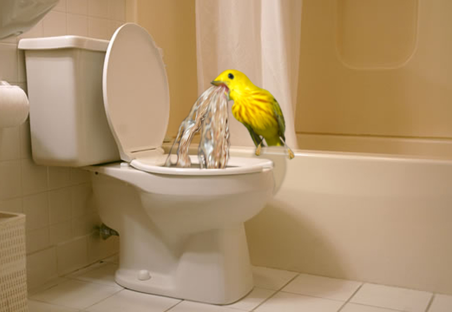 Challenge: Photoshop This Screaming Bird