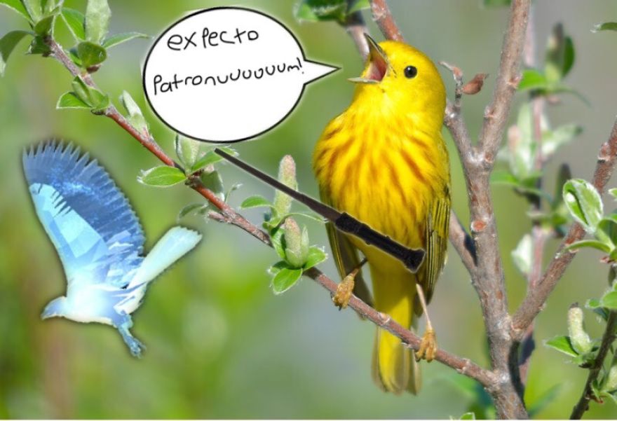 Challenge: Photoshop This Screaming Bird