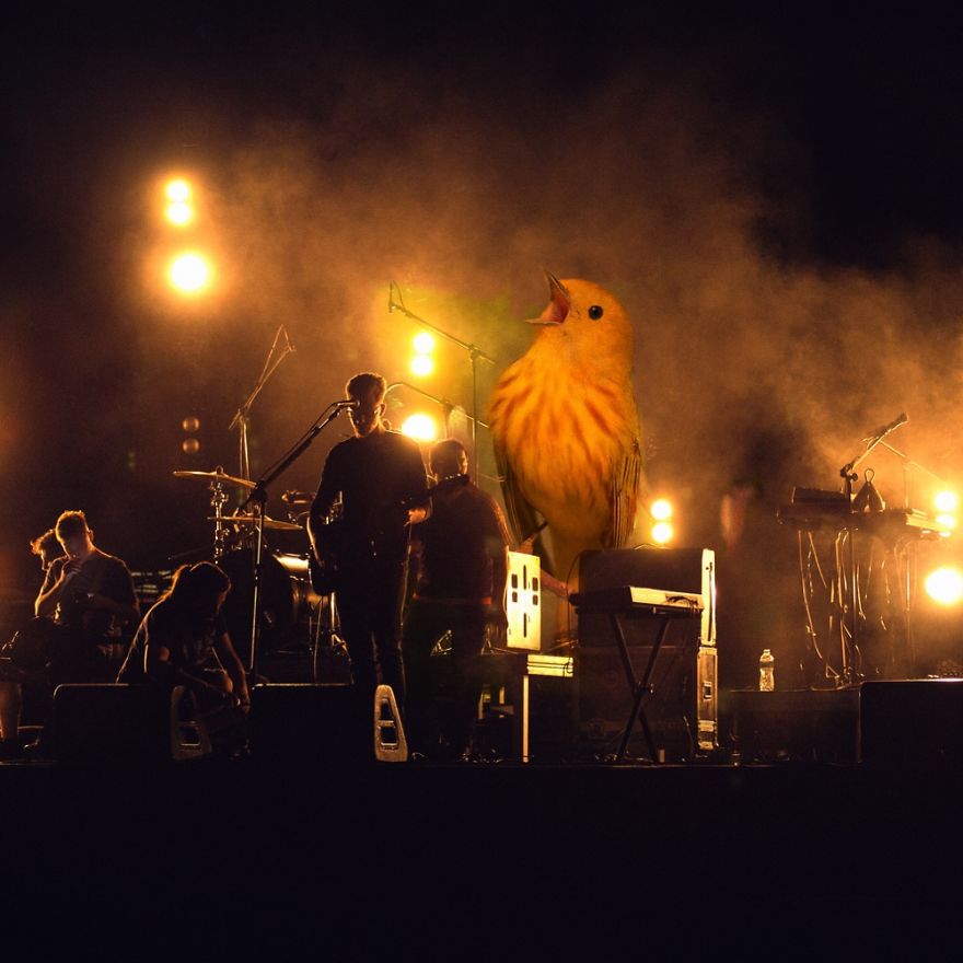 Challenge: Photoshop This Screaming Bird