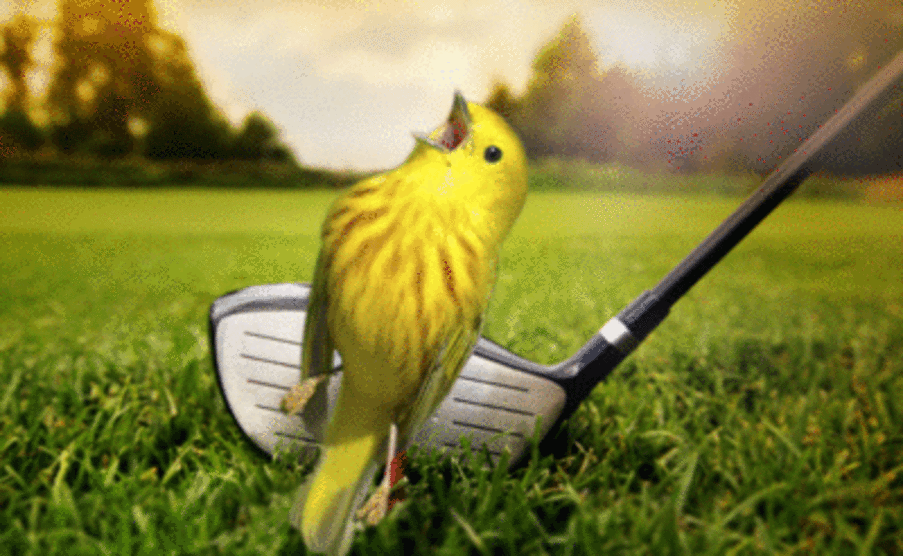 Challenge: Photoshop This Screaming Bird