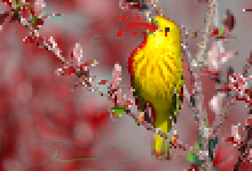 Challenge: Photoshop This Screaming Bird
