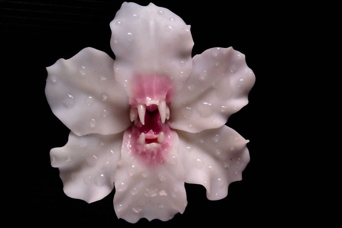 I Create Jewelry That Wants To Eat You I Create Jewelry That Wants To Eat You