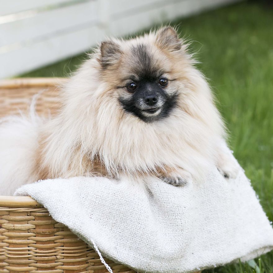 Meet Poly, The Cutest Kleinspitz On Instagram Meet Poly, The Cutest Kleinspitz On Instagram