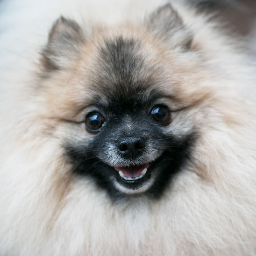 Meet Poly, The Cutest Kleinspitz On Instagram Meet Poly, The Cutest Kleinspitz On Instagram