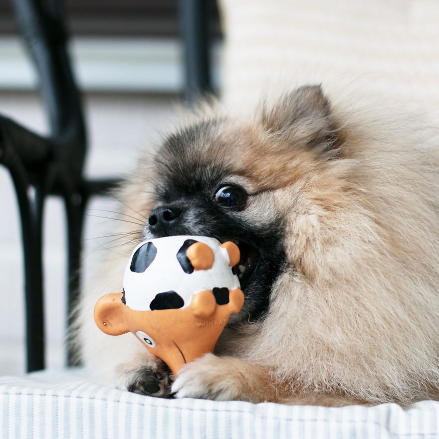 Meet Poly, The Cutest Kleinspitz On Instagram Meet Poly, The Cutest Kleinspitz On Instagram