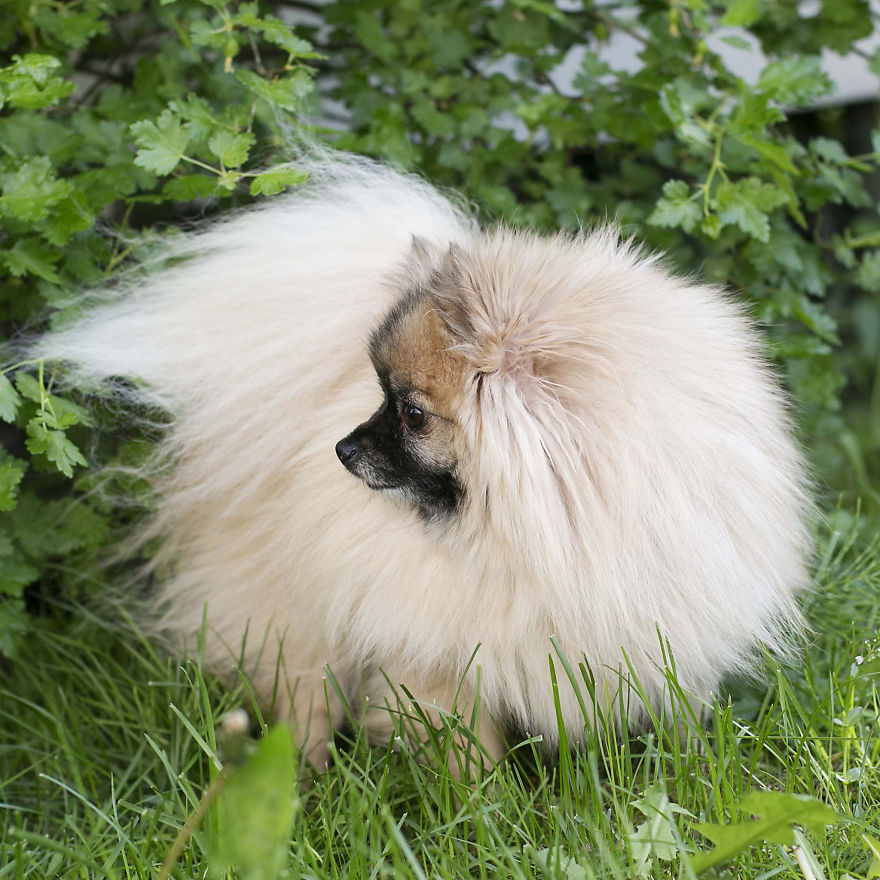 Meet Poly, The Cutest Kleinspitz On Instagram Meet Poly, The Cutest Kleinspitz On Instagram