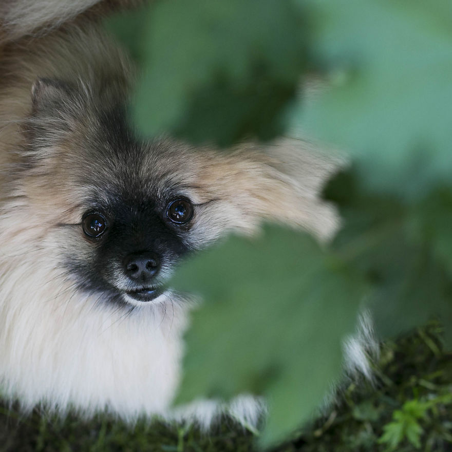 Meet Poly, The Cutest Kleinspitz On Instagram Meet Poly, The Cutest Kleinspitz On Instagram