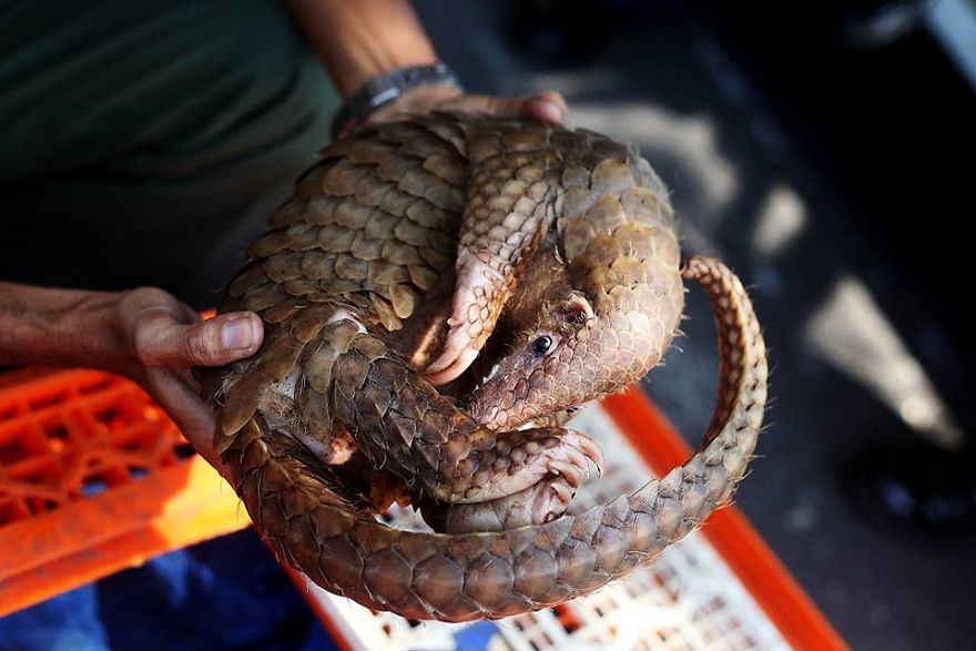No Trade, No Killing: 200+ Muggled Pangolins Tracked Down In Indonesia