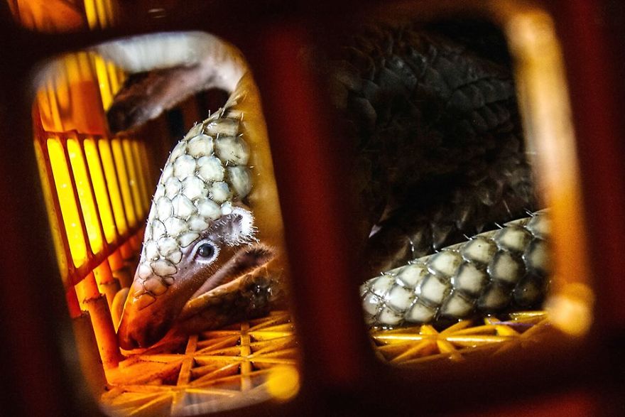 No Trade, No Killing: 200+ Muggled Pangolins Tracked Down In Indonesia