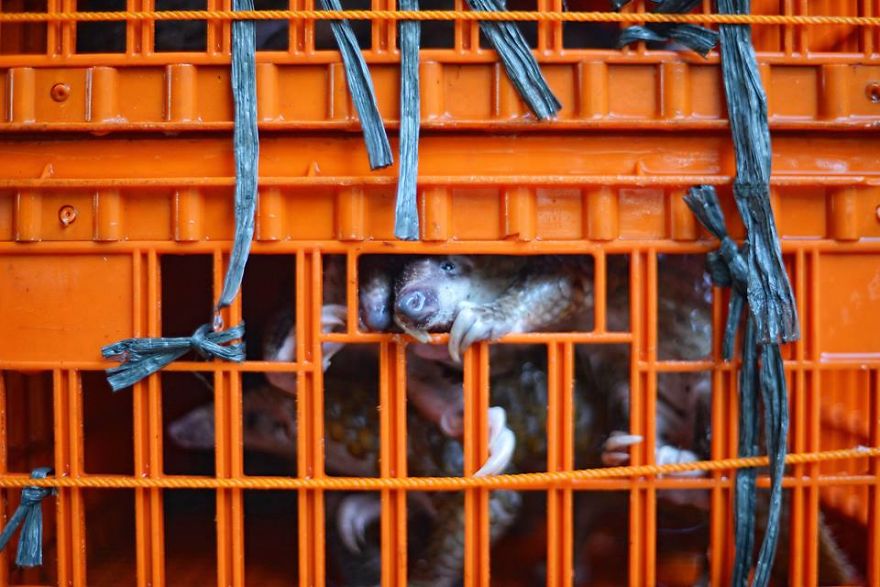 No Trade, No Killing: 200+ Muggled Pangolins Tracked Down In Indonesia