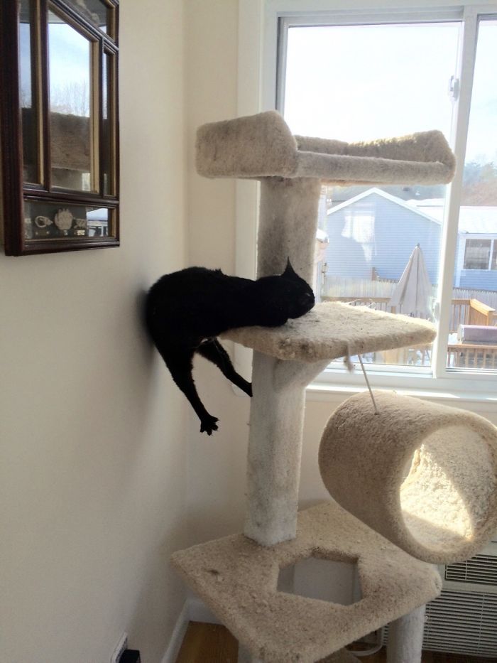 128 Times Cats Found Catnip, And Cat.exe Stopped Functioning 128 Times Cats Found Catnip, And Cat.exe Stopped Functioning