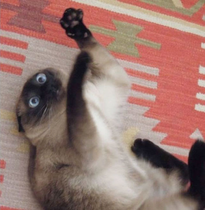 128 Times Cats Found Catnip, And Cat.exe Stopped Functioning 128 Times Cats Found Catnip, And Cat.exe Stopped Functioning