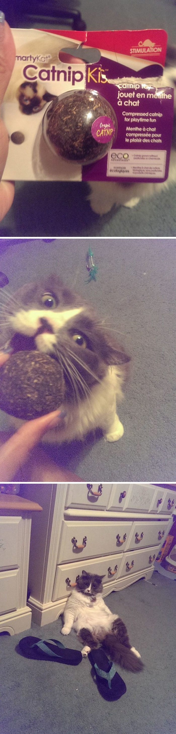 128 Times Cats Found Catnip, And Cat.exe Stopped Functioning 128 Times Cats Found Catnip, And Cat.exe Stopped Functioning