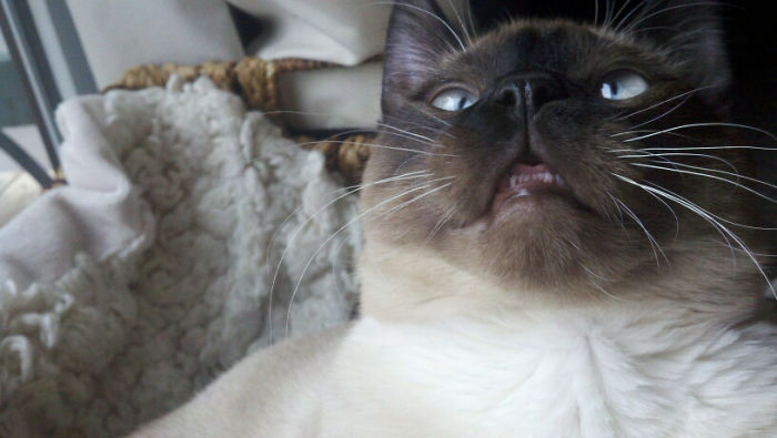 128 Times Cats Found Catnip, And Cat.exe Stopped Functioning 128 Times Cats Found Catnip, And Cat.exe Stopped Functioning