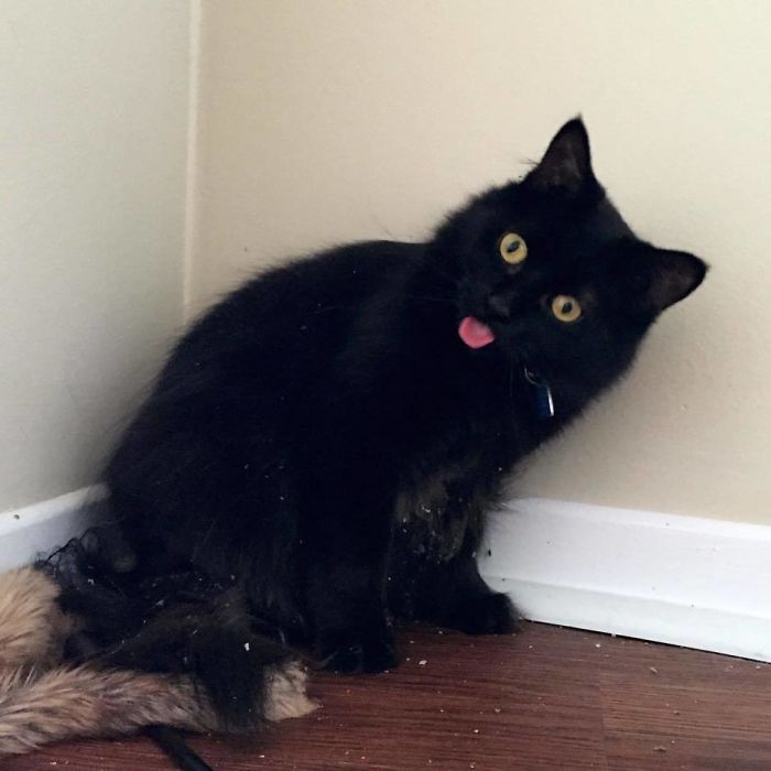 128 Times Cats Found Catnip, And Cat.exe Stopped Functioning 128 Times Cats Found Catnip, And Cat.exe Stopped Functioning