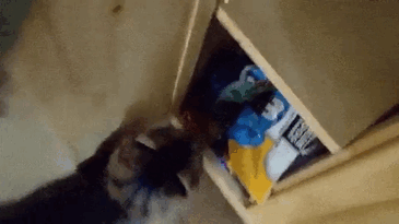 128 Times Cats Found Catnip, And Cat.exe Stopped Functioning 128 Times Cats Found Catnip, And Cat.exe Stopped Functioning