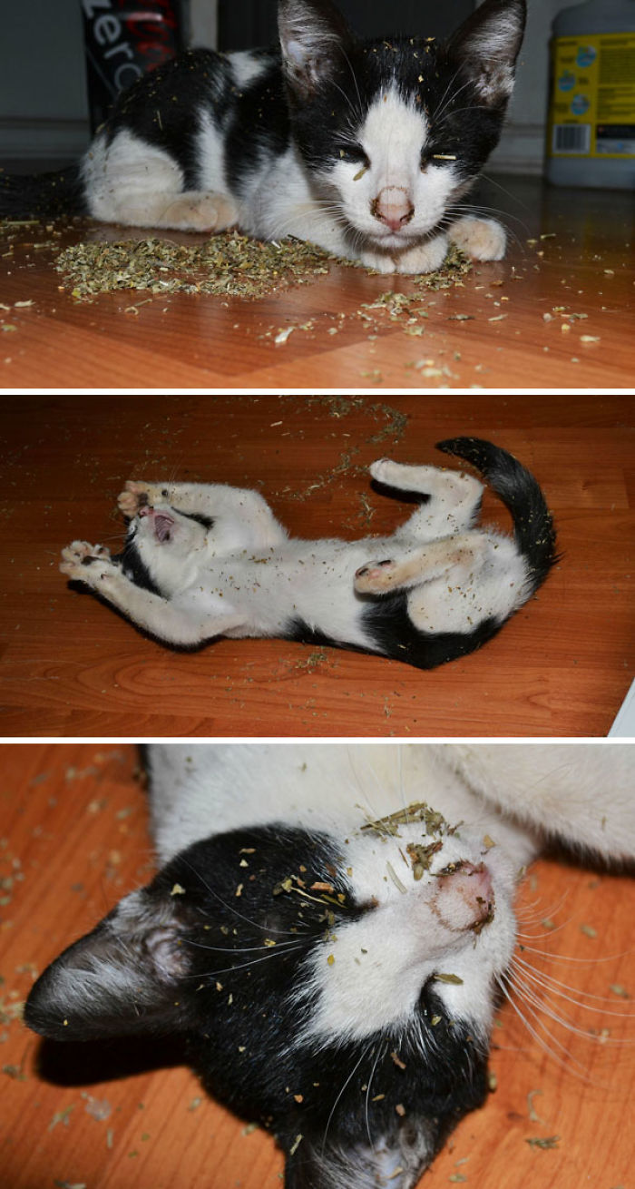 128 Times Cats Found Catnip, And Cat.exe Stopped Functioning 128 Times Cats Found Catnip, And Cat.exe Stopped Functioning