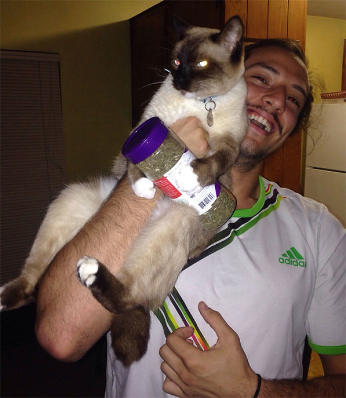 128 Times Cats Found Catnip, And Cat.exe Stopped Functioning 128 Times Cats Found Catnip, And Cat.exe Stopped Functioning