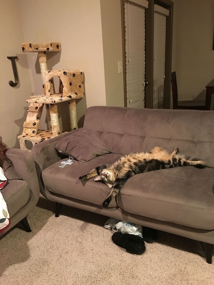 128 Times Cats Found Catnip, And Cat.exe Stopped Functioning 128 Times Cats Found Catnip, And Cat.exe Stopped Functioning