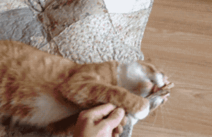 128 Times Cats Found Catnip, And Cat.exe Stopped Functioning 128 Times Cats Found Catnip, And Cat.exe Stopped Functioning