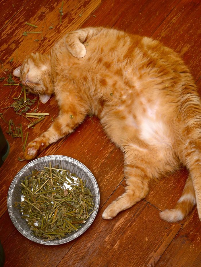 128 Times Cats Found Catnip, And Cat.exe Stopped Functioning 128 Times Cats Found Catnip, And Cat.exe Stopped Functioning