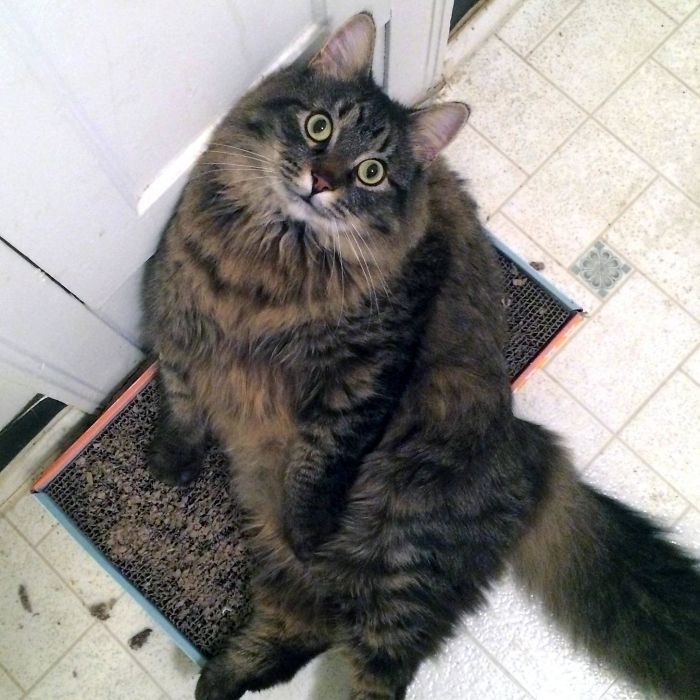 128 Times Cats Found Catnip, And Cat.exe Stopped Functioning 128 Times Cats Found Catnip, And Cat.exe Stopped Functioning