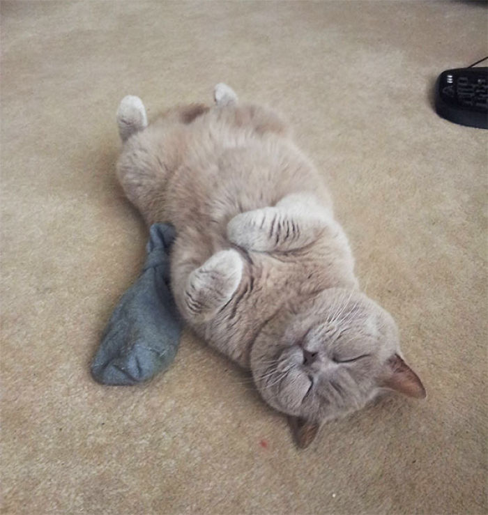 128 Times Cats Found Catnip, And Cat.exe Stopped Functioning 128 Times Cats Found Catnip, And Cat.exe Stopped Functioning