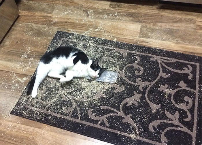 128 Times Cats Found Catnip, And Cat.exe Stopped Functioning 128 Times Cats Found Catnip, And Cat.exe Stopped Functioning