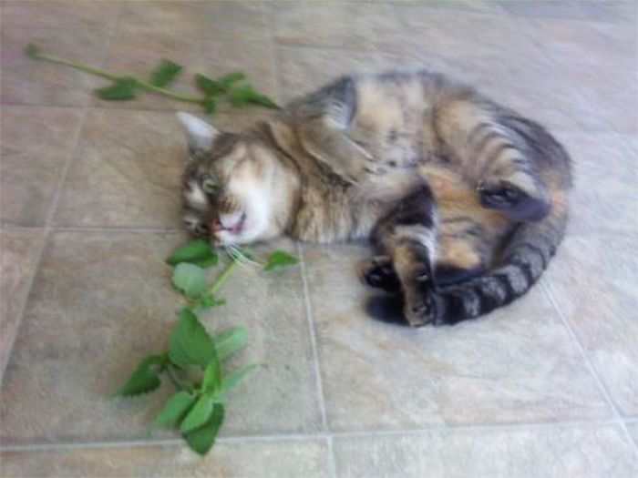 128 Times Cats Found Catnip, And Cat.exe Stopped Functioning 128 Times Cats Found Catnip, And Cat.exe Stopped Functioning