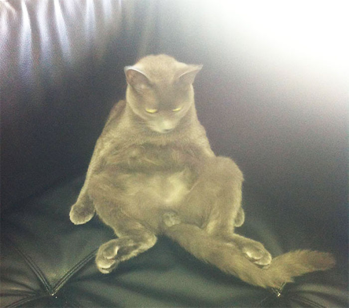 128 Times Cats Found Catnip, And Cat.exe Stopped Functioning 128 Times Cats Found Catnip, And Cat.exe Stopped Functioning