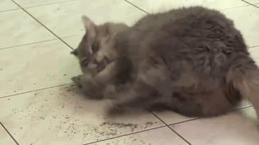 128 Times Cats Found Catnip, And Cat.exe Stopped Functioning 128 Times Cats Found Catnip, And Cat.exe Stopped Functioning