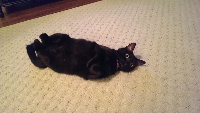 128 Times Cats Found Catnip, And Cat.exe Stopped Functioning 128 Times Cats Found Catnip, And Cat.exe Stopped Functioning