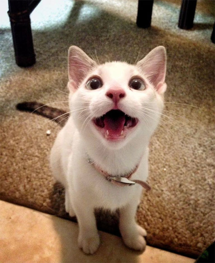 128 Times Cats Found Catnip, And Cat.exe Stopped Functioning 128 Times Cats Found Catnip, And Cat.exe Stopped Functioning