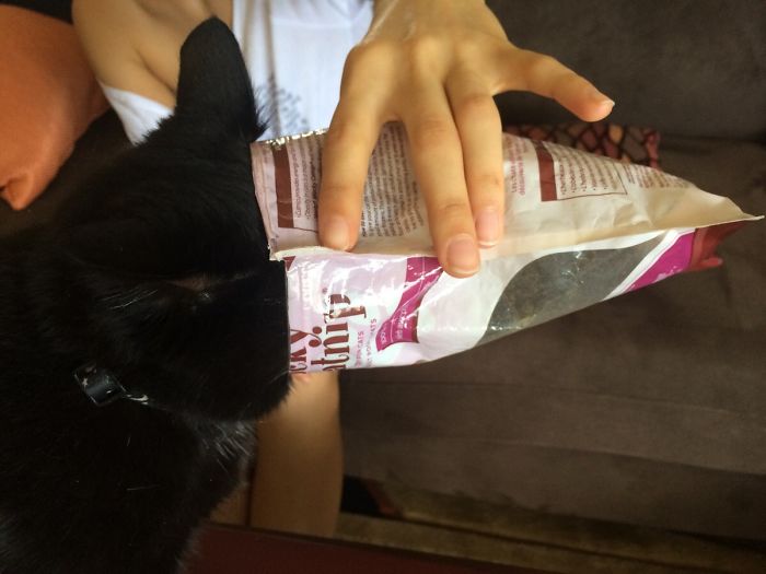 128 Times Cats Found Catnip, And Cat.exe Stopped Functioning 128 Times Cats Found Catnip, And Cat.exe Stopped Functioning