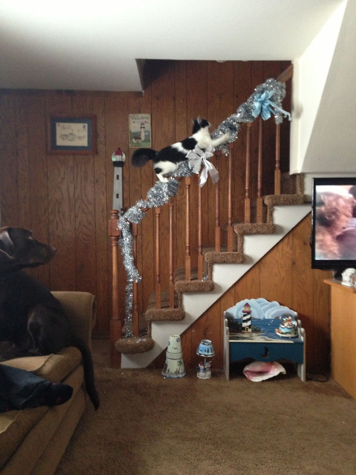 128 Times Cats Found Catnip, And Cat.exe Stopped Functioning 128 Times Cats Found Catnip, And Cat.exe Stopped Functioning