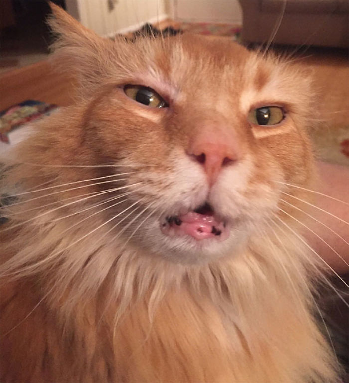 128 Times Cats Found Catnip, And Cat.exe Stopped Functioning 128 Times Cats Found Catnip, And Cat.exe Stopped Functioning