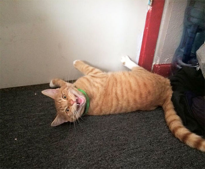 128 Times Cats Found Catnip, And Cat.exe Stopped Functioning 128 Times Cats Found Catnip, And Cat.exe Stopped Functioning