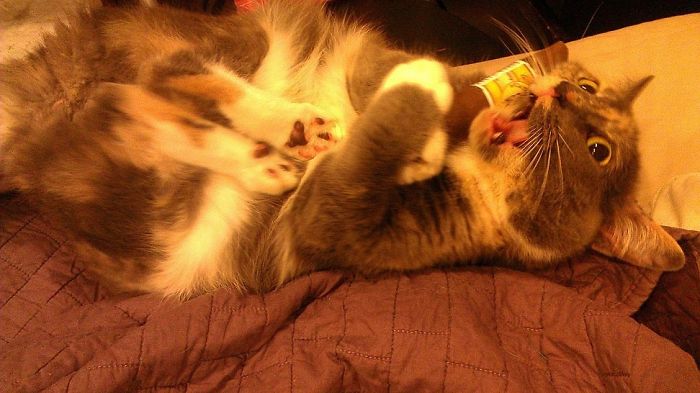 128 Times Cats Found Catnip, And Cat.exe Stopped Functioning 128 Times Cats Found Catnip, And Cat.exe Stopped Functioning