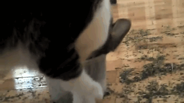 128 Times Cats Found Catnip, And Cat.exe Stopped Functioning 128 Times Cats Found Catnip, And Cat.exe Stopped Functioning